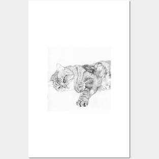 Tabby Cat Relaxing Detail Posters and Art